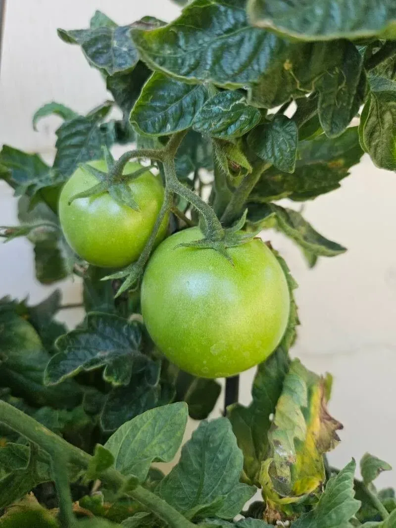 ટામેટા (Solanum lycopersicum)