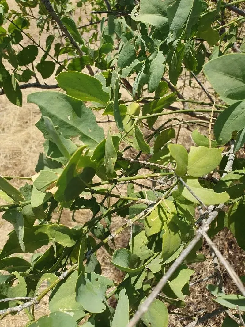 પીલુડી (Salvadora persica)