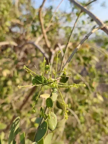 પીલુડી (Salvadora persica)