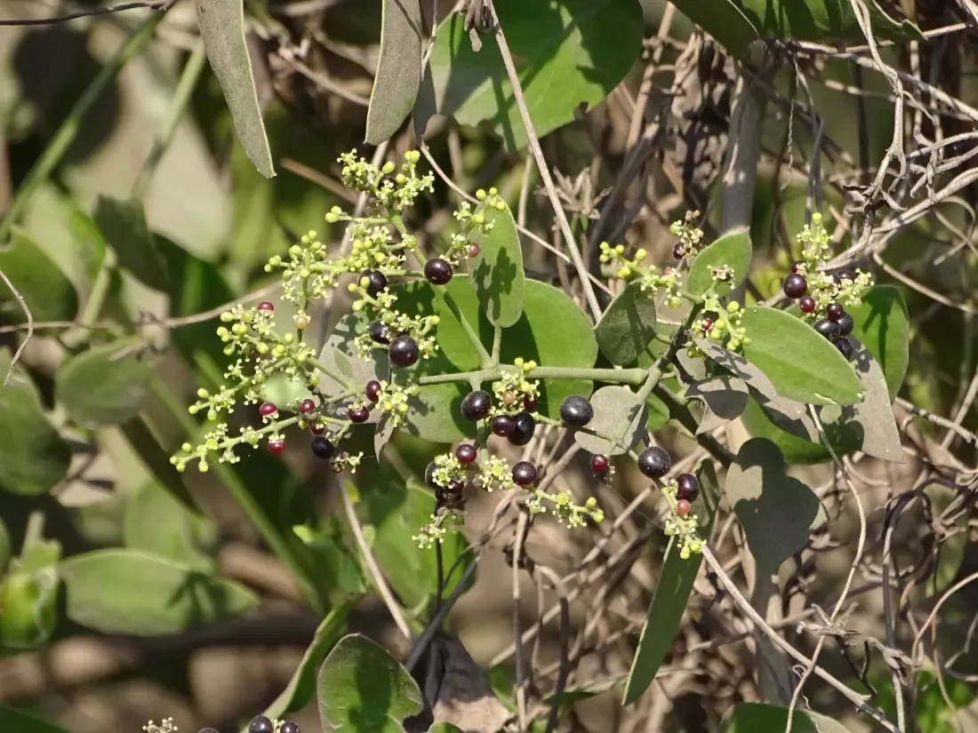 પીલુડી (Salvadora persica)