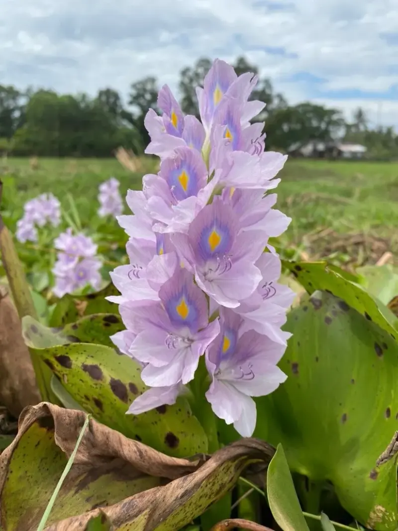 Water hyacinth (Pontederia crassipes)