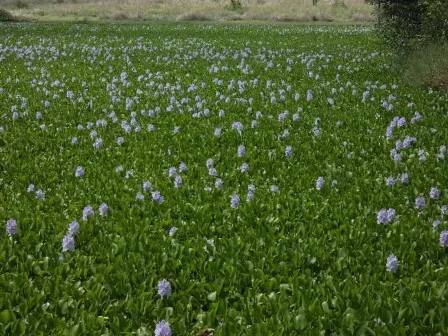 Water hyacinth (Pontederia crassipes)