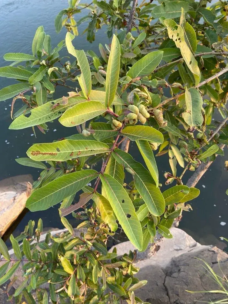 અર્જુન (Terminalia arjuna)