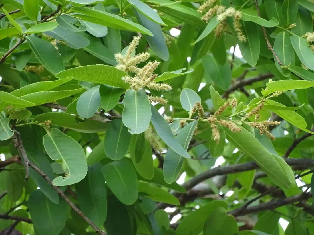 અર્જુન (Terminalia arjuna)