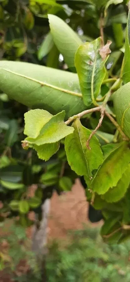 અર્જુન (Terminalia arjuna)