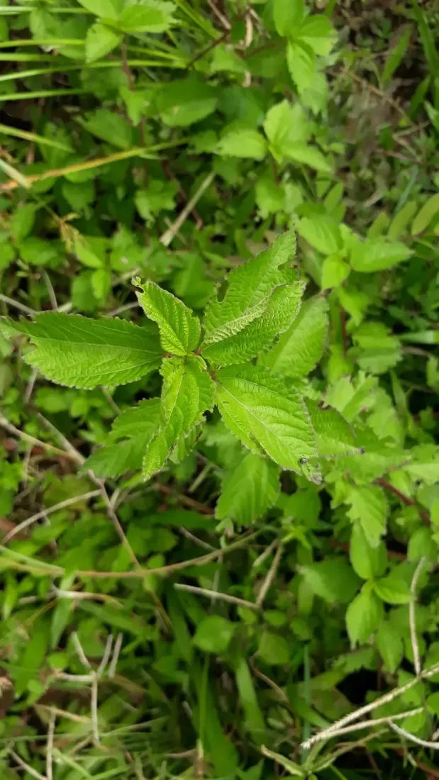 કડવી છુંછ (Corchorus trilocularis)