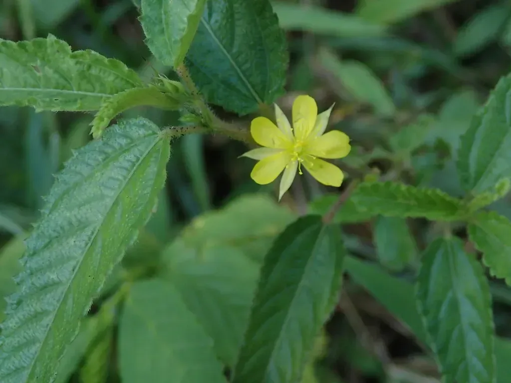 કડવી છુંછ (Corchorus trilocularis)