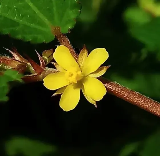 કડવી છુંછ (Corchorus trilocularis)