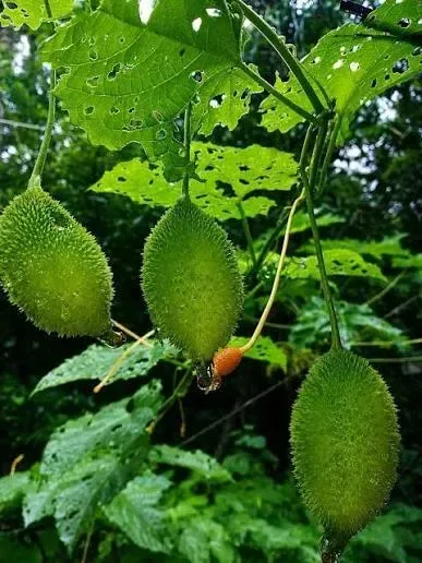 કાંટાળા ઇંદ્રાણા (Cucumis prophetarum)