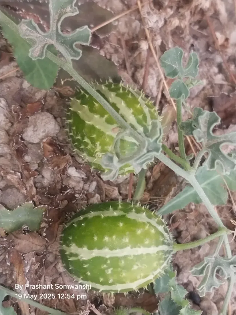 કાંટાળા ઇંદ્રાણા (Cucumis prophetarum)