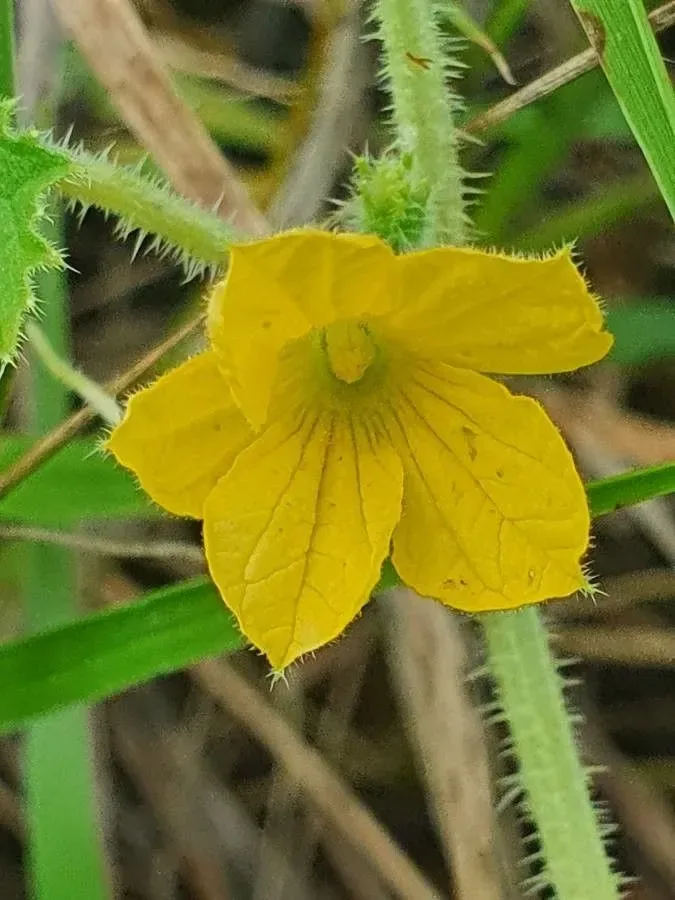 કાંટાળા ઇંદ્રાણા (Cucumis prophetarum)