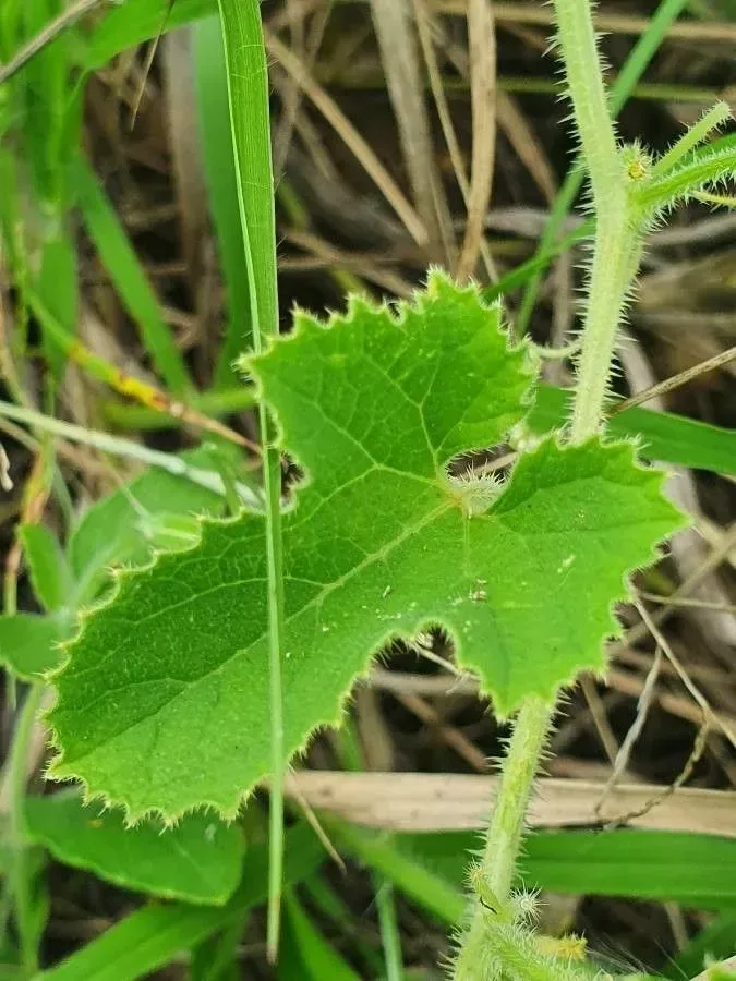 કાંટાળા ઇંદ્રાણા (Cucumis prophetarum)