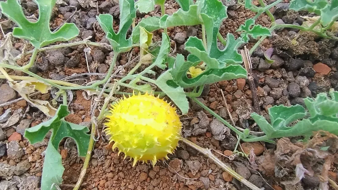 કાંટાળા ઇંદ્રાણા (Cucumis prophetarum)